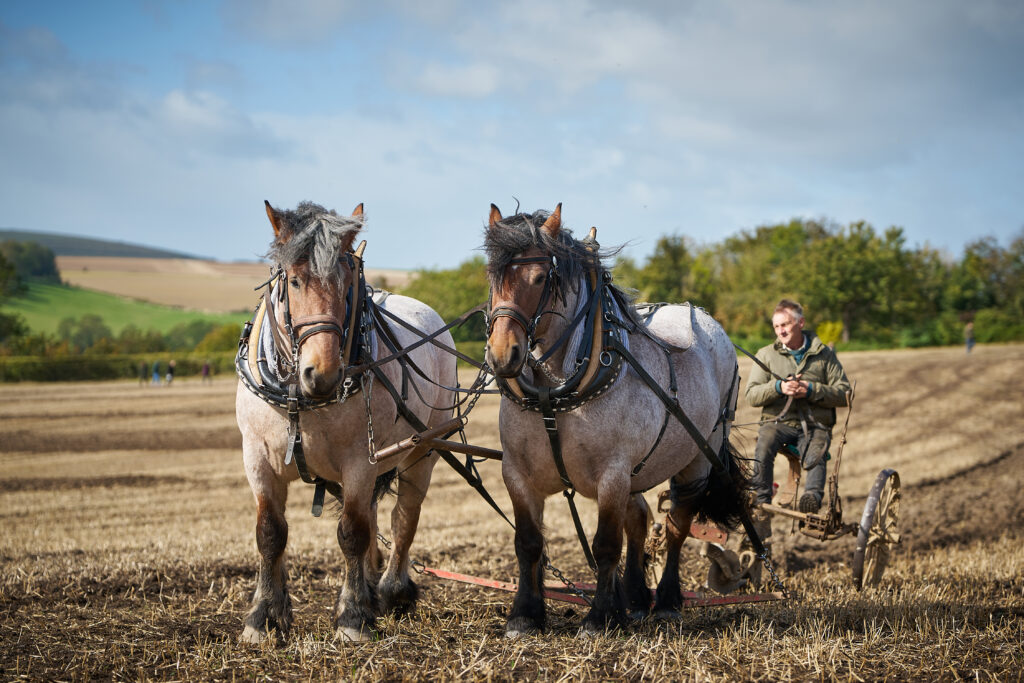Ardennes plough horses, Ardenais